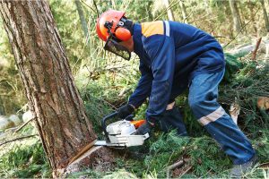 Tree Felling