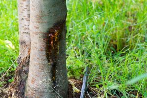 Cherry Tree Disease