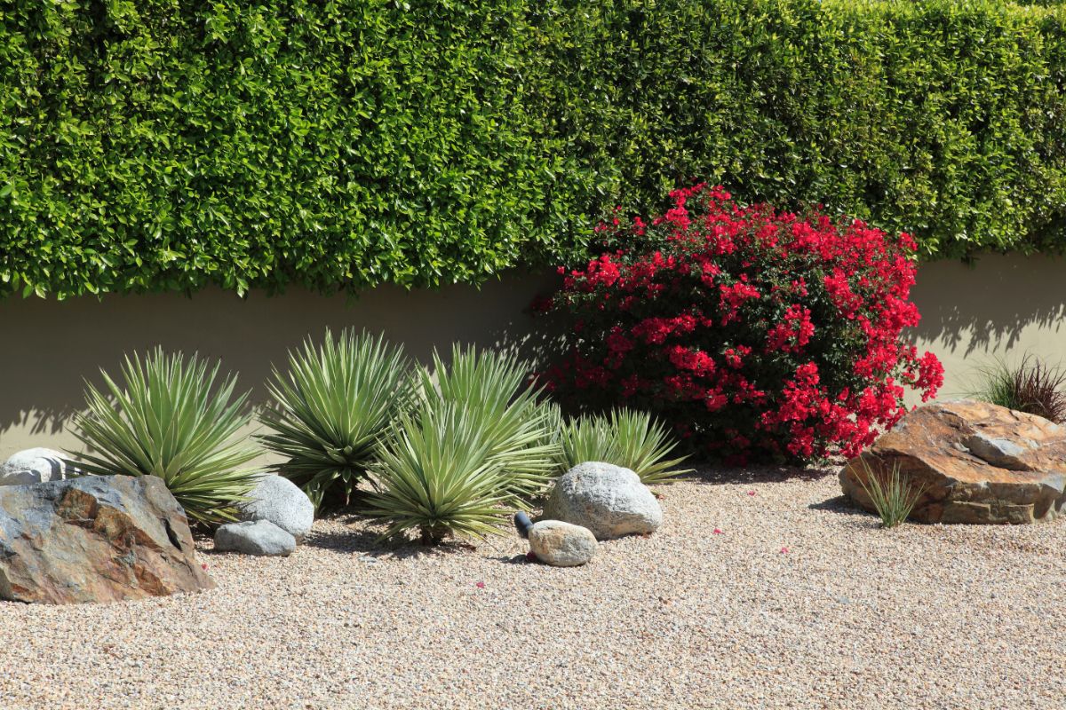 Simple Xeriscaping